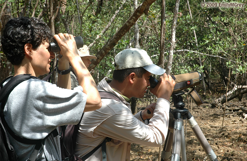 Panama_Harpy_Eagle_4tage